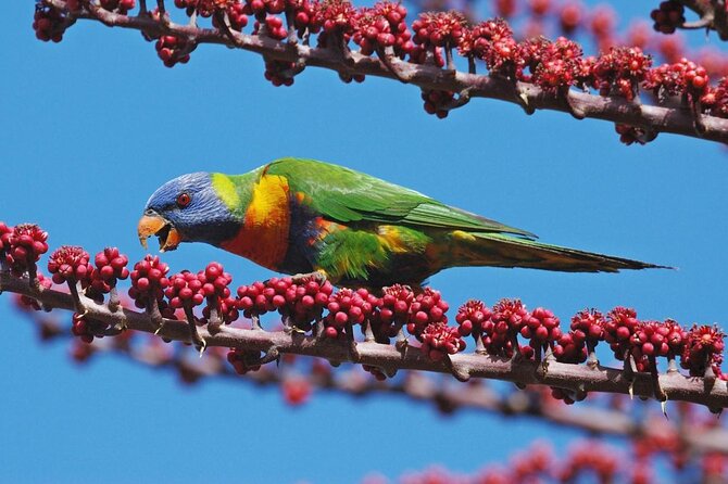 Atherton Tablelands Waterfall Adventure From Cairns - Key Points