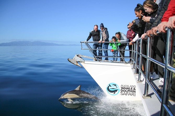 Auckland Dolphin and Whale Watching Eco-Safari Cruise - Key Points