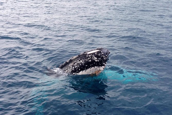Augusta Whale Watching Eco Tour - Key Points