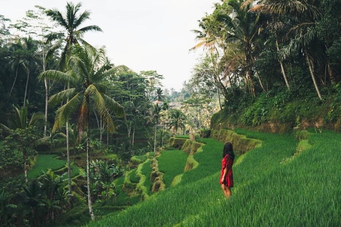 Bali Highlights : Nature, Waterfall, Rice Terraces and Volcano - Key Points