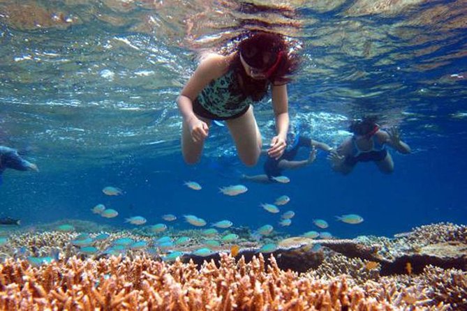Bali Menjangan Island Snorkeling Day Tour