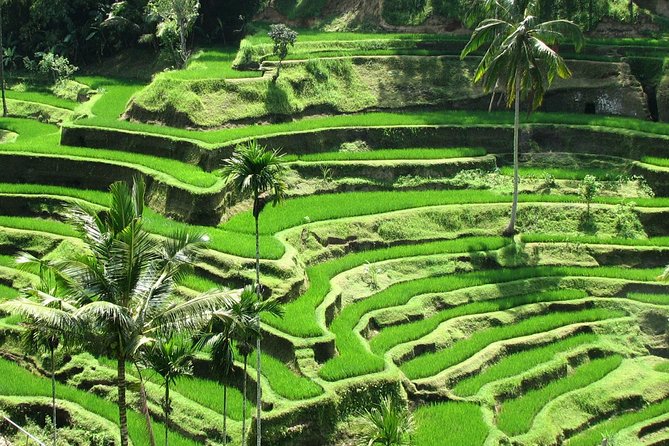 Bali Private Full-Day Ubud Sightseeing Tour  - Jimbaran - Key Points