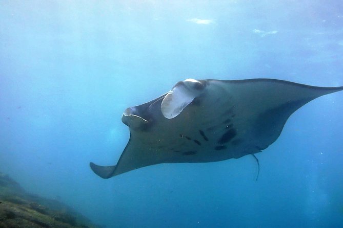 Bali Scuba Diving at Nusa Penida Manta Point For Certified Diver - Key Points