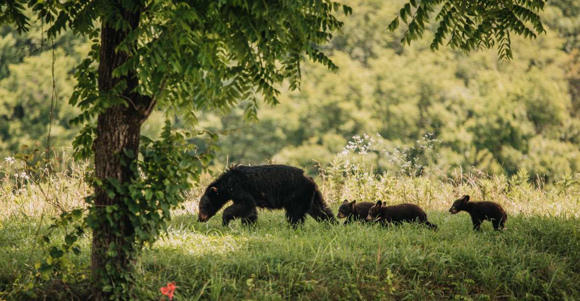 Banff: Highlights and Wildlife Group Tour - Key Points