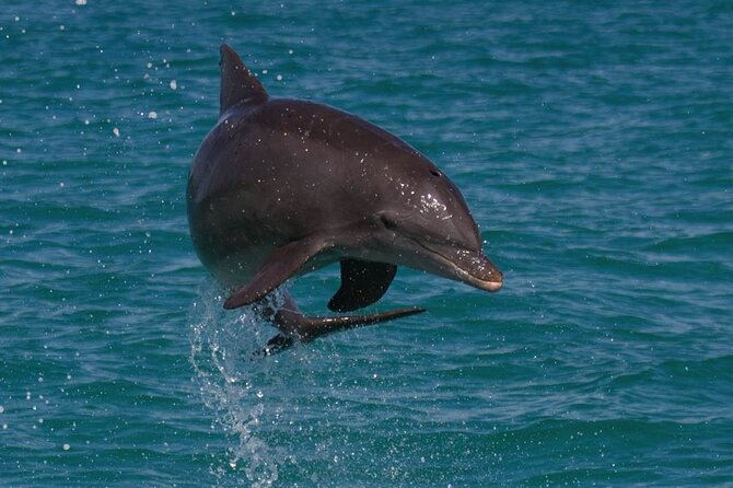 Biologist-Guided Adventure: Dolphin Watching and Key West Reefs - Key Points