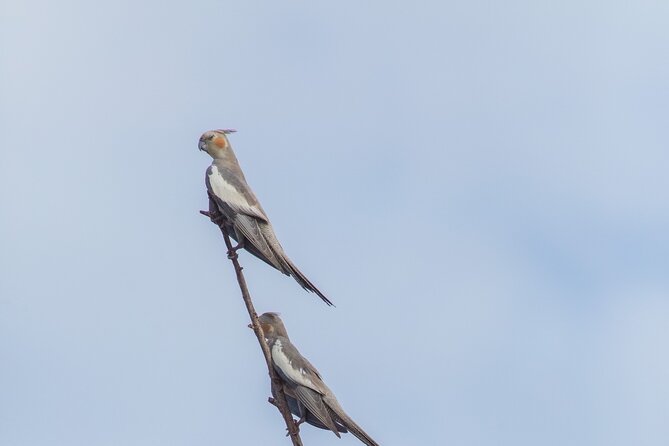 Birds of the Pilbara: Guided Birdwatching Walk, Roebourne  - Karratha - Key Points