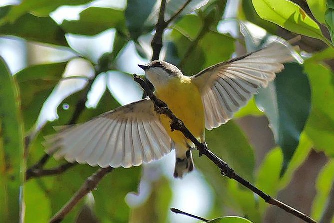 Birdwatching and Wildlife Noosa Biosphere Full-Day Experience - Key Points