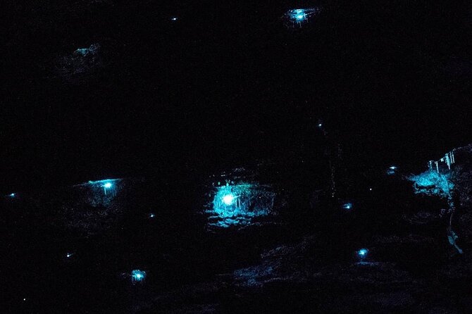 Blue Mountains Hiking Glow Worms Cave Wildlife Spotlighting Night Adventure - Key Points