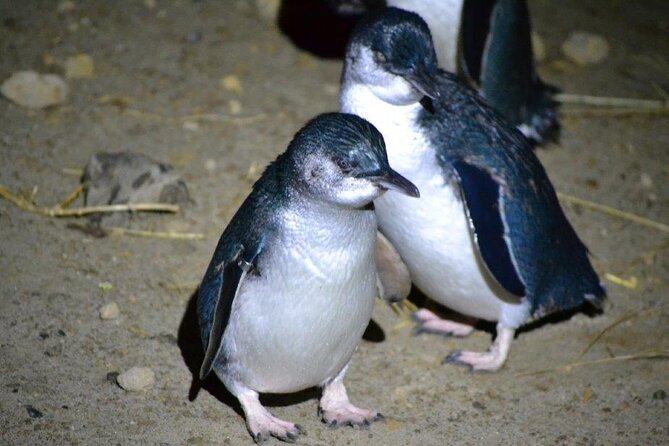 Blue Penguins Pukekura- Late Tour Penguin Viewing - Key Points