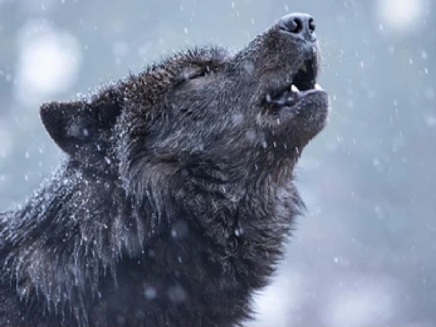 Bozeman: Yellowstone Wolves and Winter 4Day/3Night Adventure - Key Points