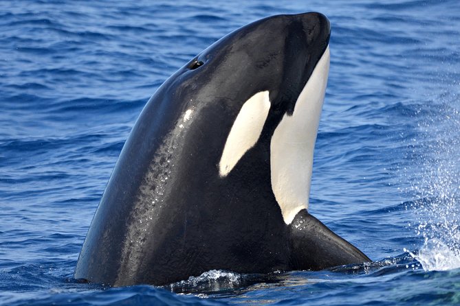 Bremer Bay Orca Experience - Key Points