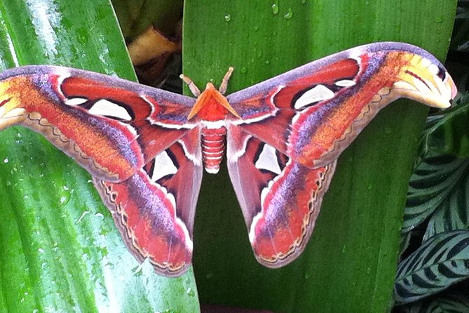 Butterfly Rainforest at Florida Museum of Natural History Ticket - Key Points