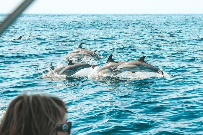 Byron Bay Dolphin Tour - Ocean Safari - Key Points