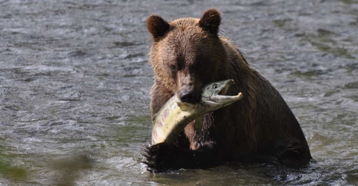 Campbell River: Bute Inlet Grizzly-Watching Tour & Boat Ride - Activity Details