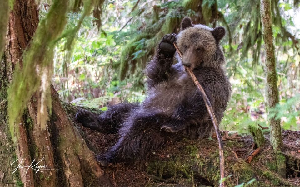 Campbell River: Full-Day Grizzly Bear Tour - Key Points