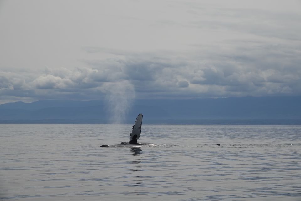 Campbell River: Kayaking and Whale Watching Tour - Key Points