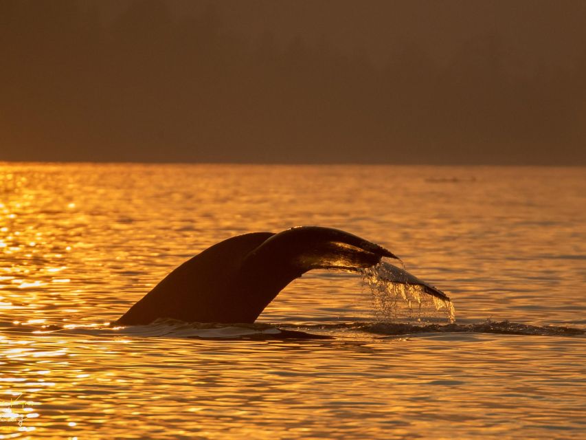 Campbell River: Scenic Sunset Tour By Boat - Key Points