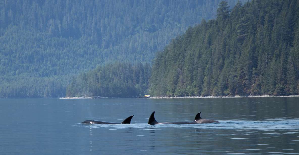 Campbell River: Whale Watching Cruise With Lunch - Key Points