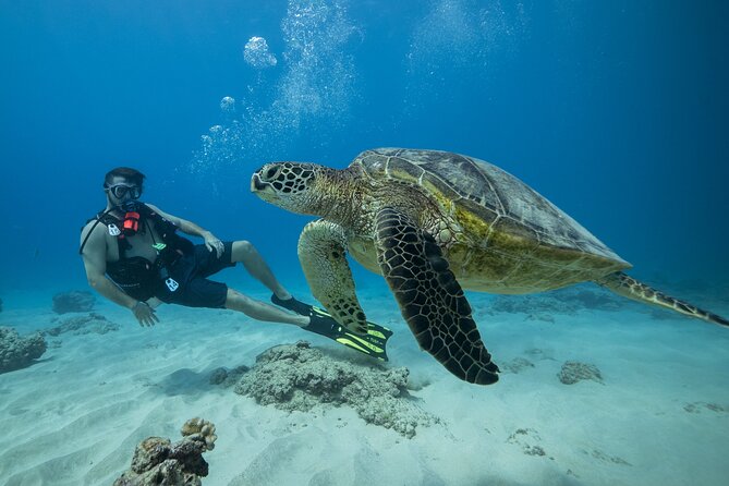 Certified Diver: 2-Tank Shallow Reef Dives off Oahu - Key Points