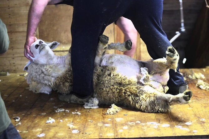 Christchurch Sheep Farm Visit - Key Points