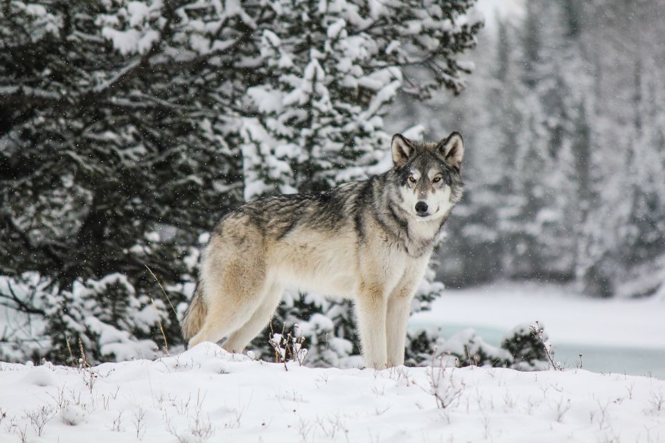 Cochrane: Yamnuska Wolfdog Sanctuary Tour - Key Points