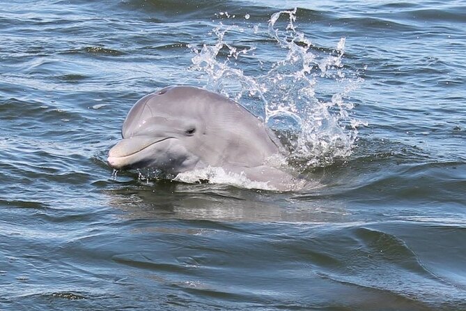 Cocoa Beach Dolphin Tours on the Banana River - Key Points