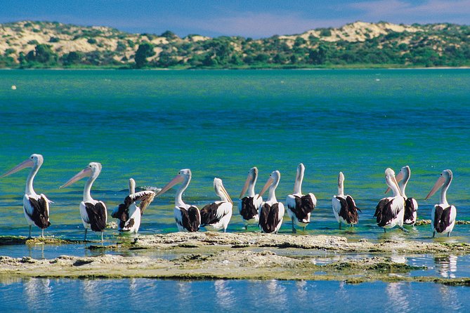 Coorong 3.5-Hour Discovery Cruise - Key Points