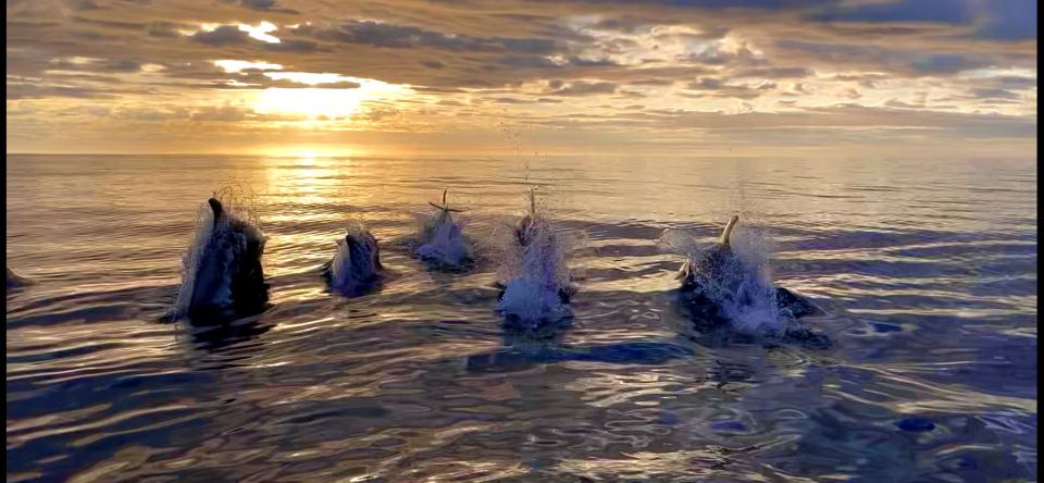 Corner Brook: Woods Island Adventure 3-Hour Zodiac Tour - Key Points