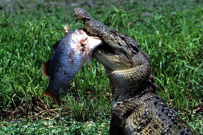 Corroboree Billabong 2.5 Hour Lunch Cruise - Key Points