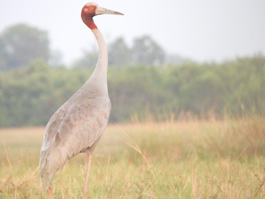 CRANES OF THE MEKONG by Discovery Center, Kep West - Key Points