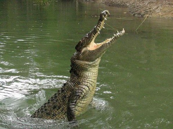 Croc and Wildlife Park Tour With Transfers From Cairns  - Cairns & the Tropical North - Key Points