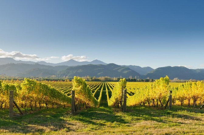 Cruise Ship Half-Day Marlborough Wine Region Tour From Picton - Key Points