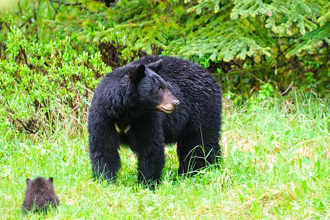 Customizable Private Tour in Ketchikan With Pick up - Key Points