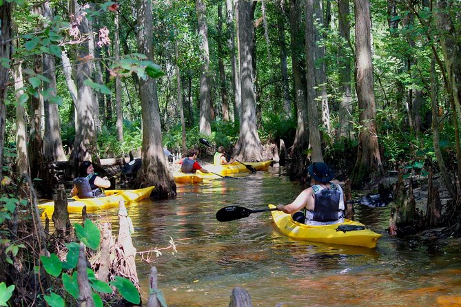Cypress Forest Guided Kayak Nature Eco-Tour - Key Points