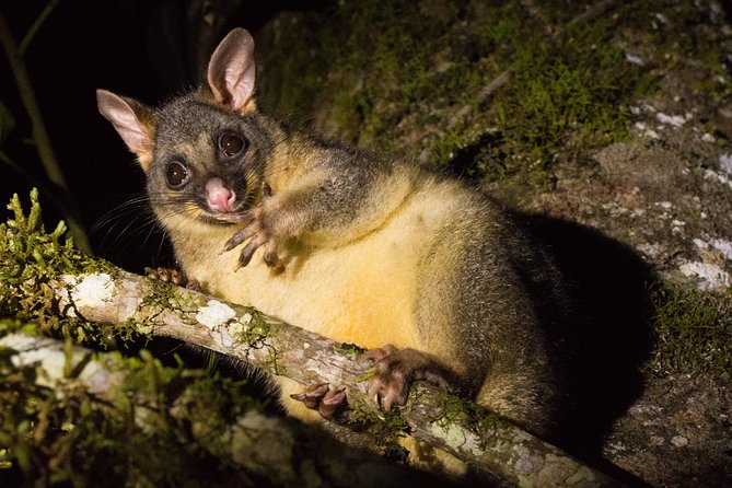 Daintree Afternoon Nocturnal Nature and Wildlife Tour - Key Points