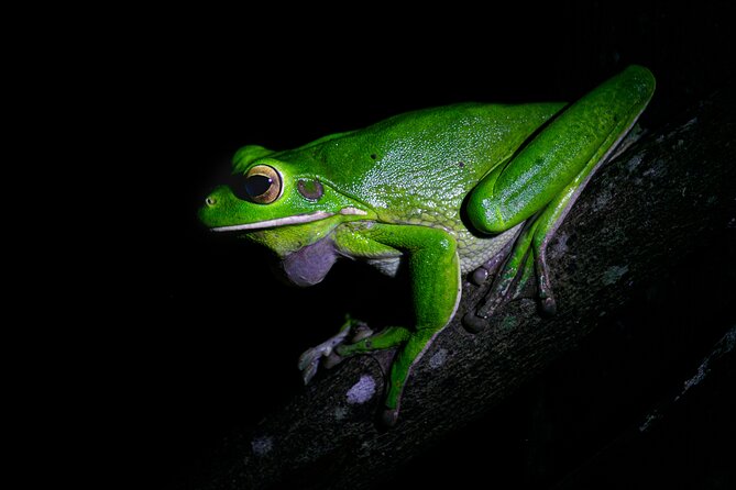 Daintree Rainforest Night Walk in Cape Tribulation - Key Points