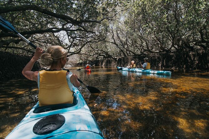 Dolphin Sanctuary Kayak Tour Adelaide - Key Points