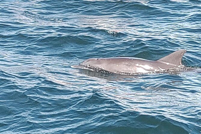 Dolphin Spotting and Swimming Experience From Panama City  - Destin - Key Points
