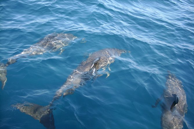 Dolphin Tours Along and Near the Beautiful Indian River Lagoon - Key Points