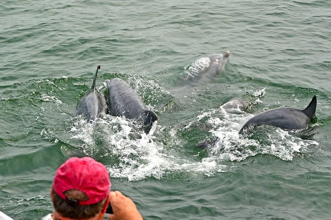 Dolphin Watching Around Cape May - Experience Highlights