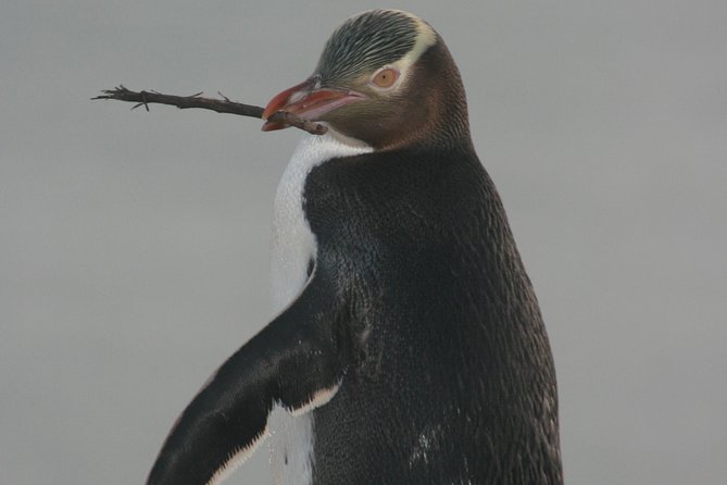 Dunedin City Highlights, Otago Peninsula Scenery & a Guided Penguin Reserve Tour - Key Points