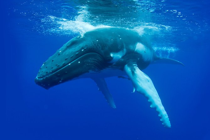 Dunsborough Whale Watching Eco Tour - Key Points