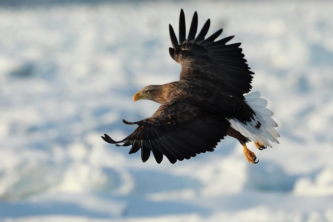 Eagle and Wildlife Watching Tour - Key Points