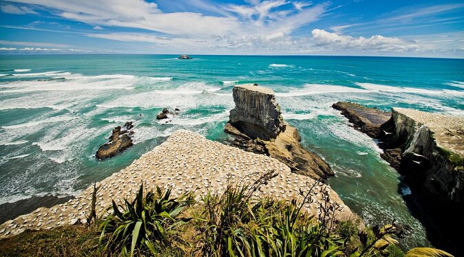 Eco Tour to Muriwai Beach & Gannet Colony Including Transport From Auckland - Key Points