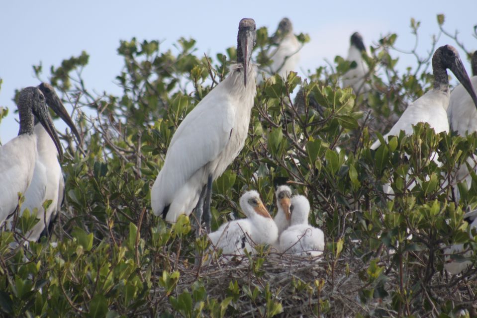 Everglades Day Safari From Sanibel, Fort Myers & Naples - Booking Details