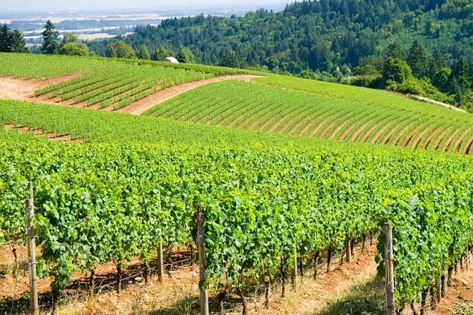 Explore the Wines of Oregons Willamette Valley - Key Points