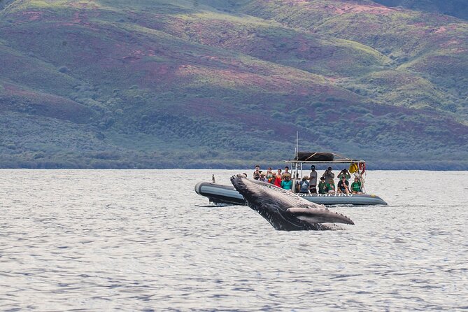 Eye-Level Whale Watching Eco-Raft Tour From Lahaina, Maui - Key Points