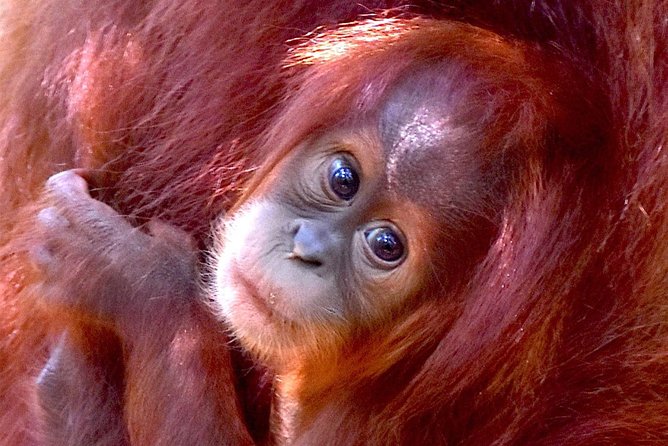 FAMILY JUNGLE TOUR: Orangutan Trek (4-Hours Hike) by Ecotravel Bukit Lawang - Key Points