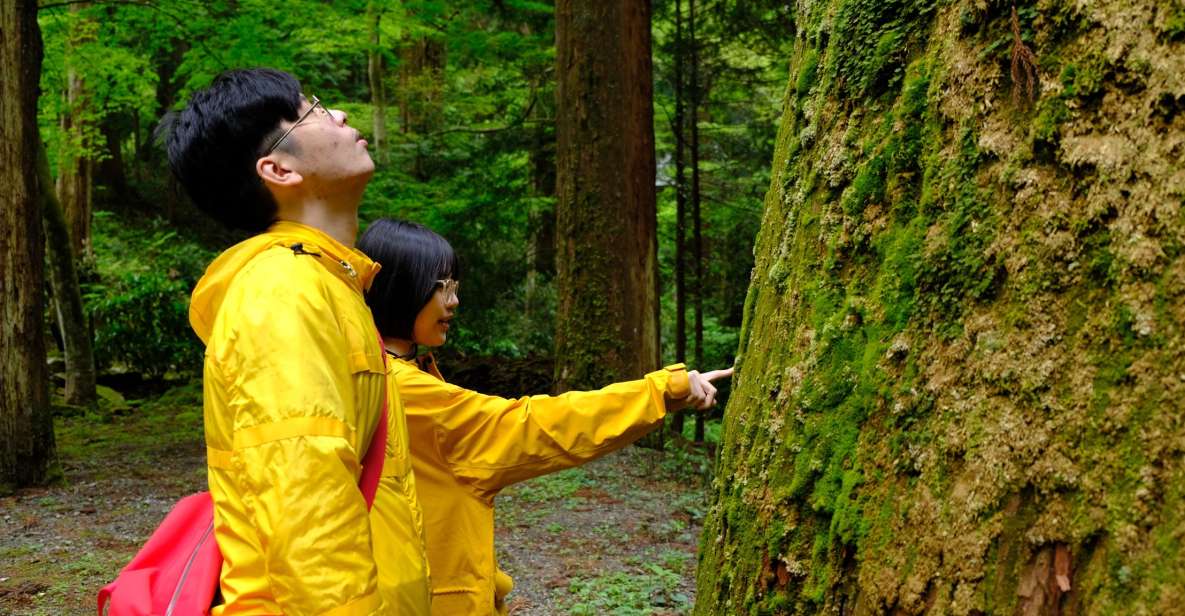 Fm Odawara: Forest Bathing and Onsen With Healing Power - Key Points