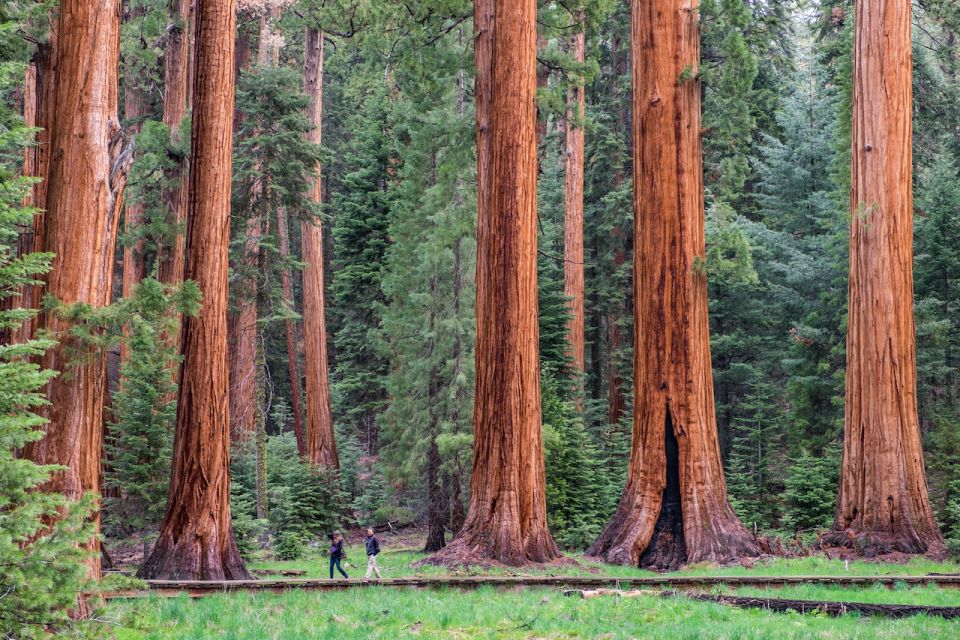 Fresno: Premier Kings Canyon National Park Tour - Key Points